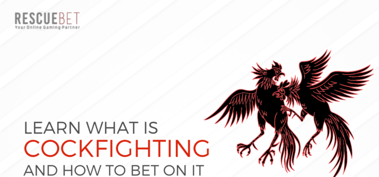 What Is Cockfighting And How To Bet On It Blog Featured Image