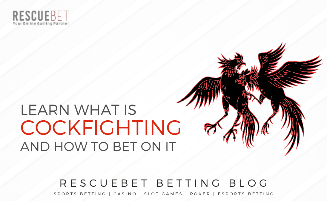 What Is Cockfighting And How To Bet On It Blog Featured Image