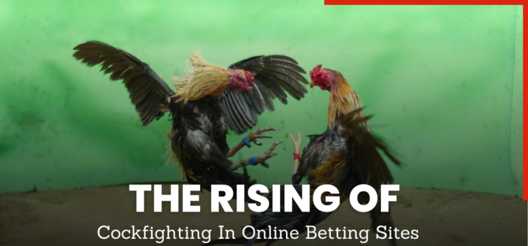 Cockfighting Betting Sites Blog Featured Image