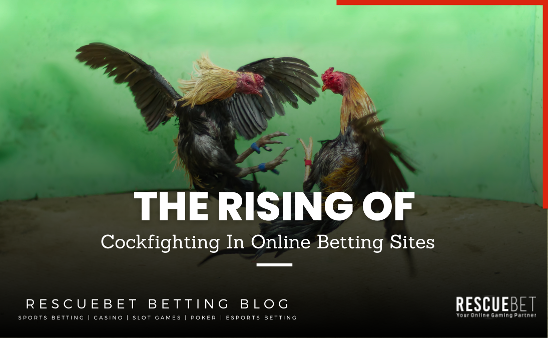 Cockfighting Betting Sites Blog Featured Image